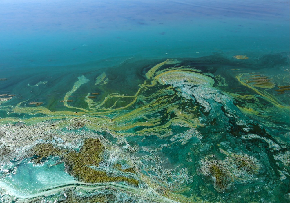 Invazija toksičnih algi: Izazivaju teške simptome, a zbog globalnog zagrevanja sve ih je više u Evropi