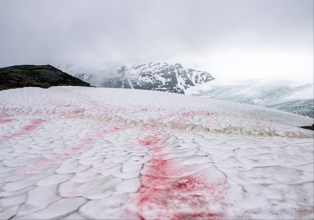 “Sneg od lubenice” Da li su ružičasti snežni nanosi povezani sa globalnim zagrevanjem?