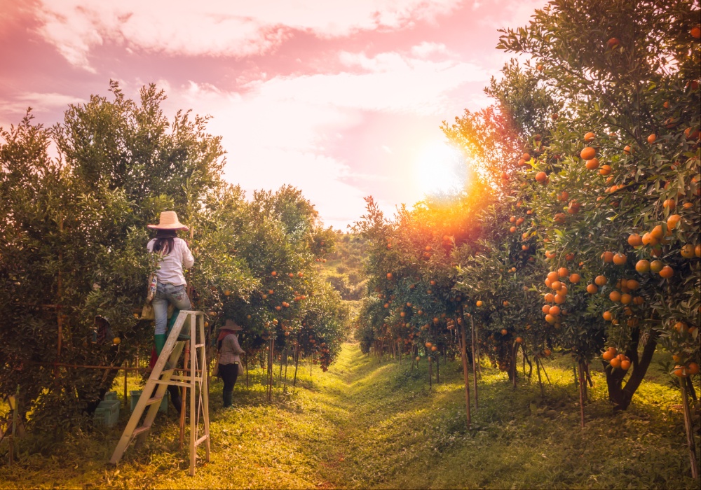 Kako bi genetski modifikovane štetočine mogle da spasu naše voćnjake?
