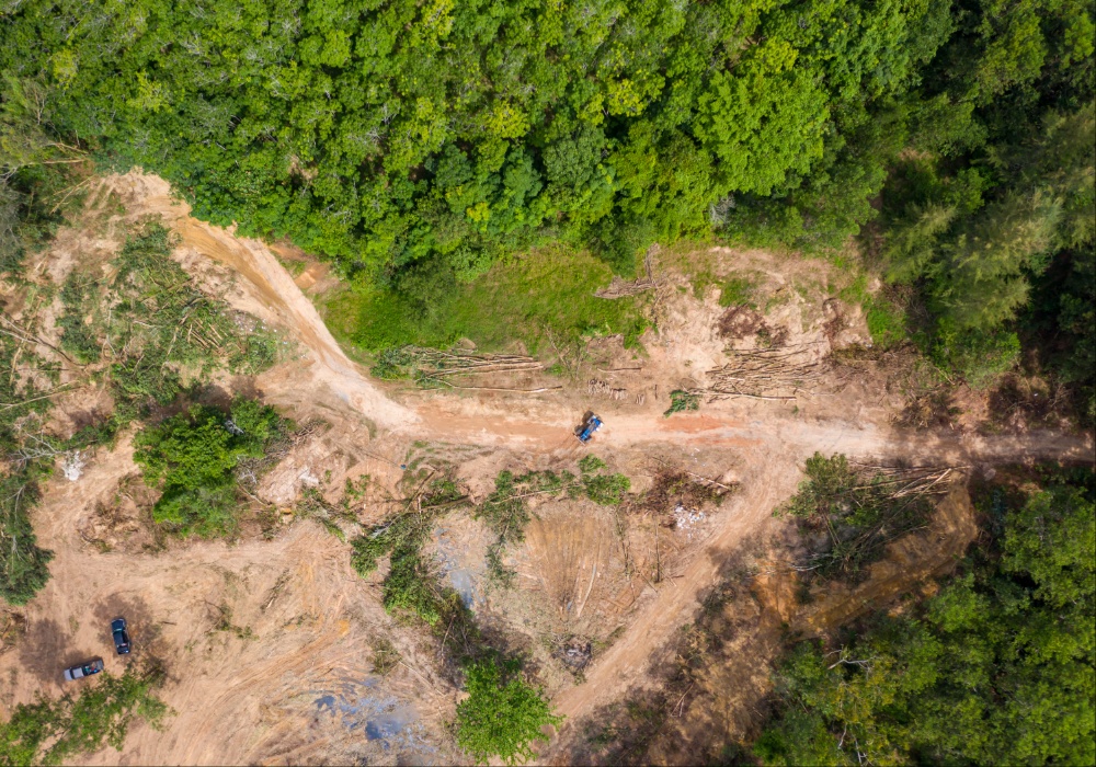 “Gubimo najefikasnije sredstvo u borbi protiv klimatskih promena” Na svakih pet sekundi nestane šuma veličine fudbalskog terena