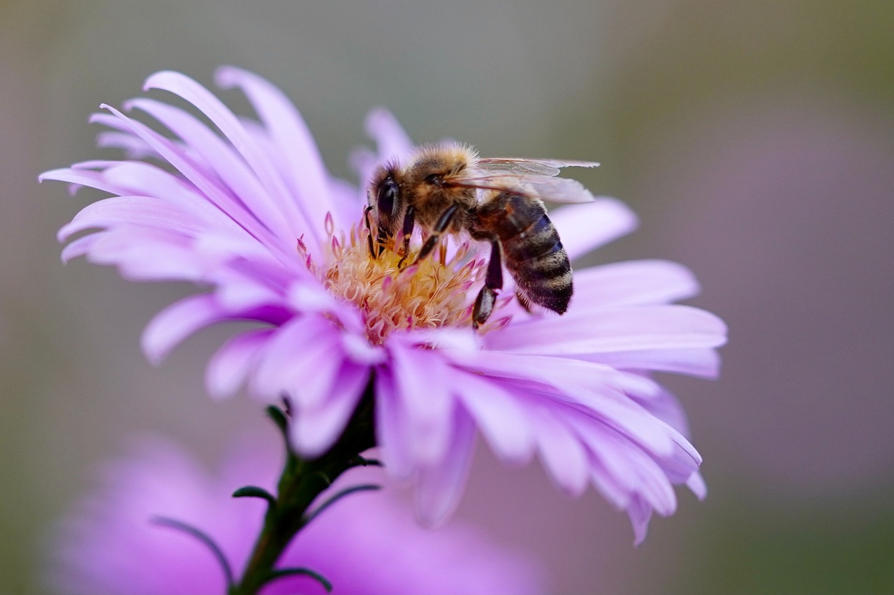 Proleće svake godine dolazi sve ranije i ranije: Zašto to ugrožava opstanak pčela?