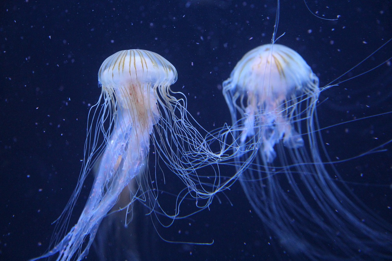 Fenomen koji postaje sve češći: Škotska očekuje priliv meduza