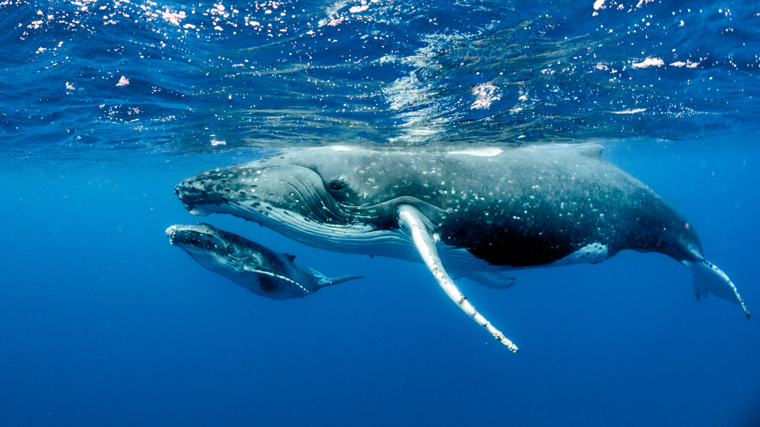 Istražitelji zabrinuti zbog masovnog smrtonosnog nasukanja kitova na plaži u Velikoj Britaniji
