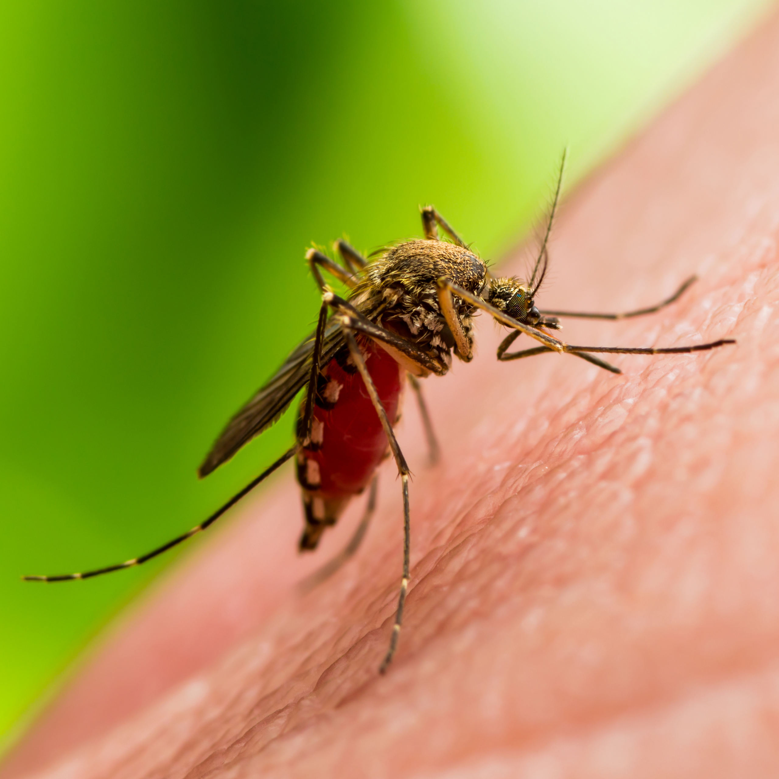 Naučnici upozoravaju: Klimatske promene podstiču širenje malarije komarcima