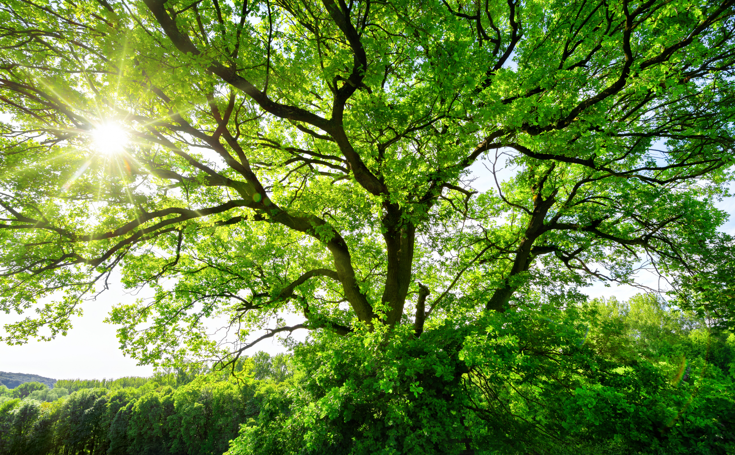 Zrelo drveće ključno za gradove: Evo zašto našim urbanim sredinama trebaju odrasla stabla