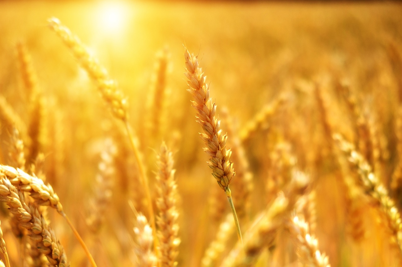 Kako će ukidanje Sporazuma o žitu uticati na svet?