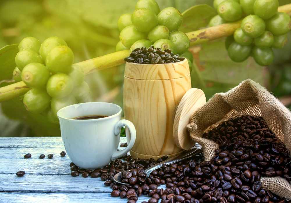 Kako solarna energija poboljšava uzgoj kafe?