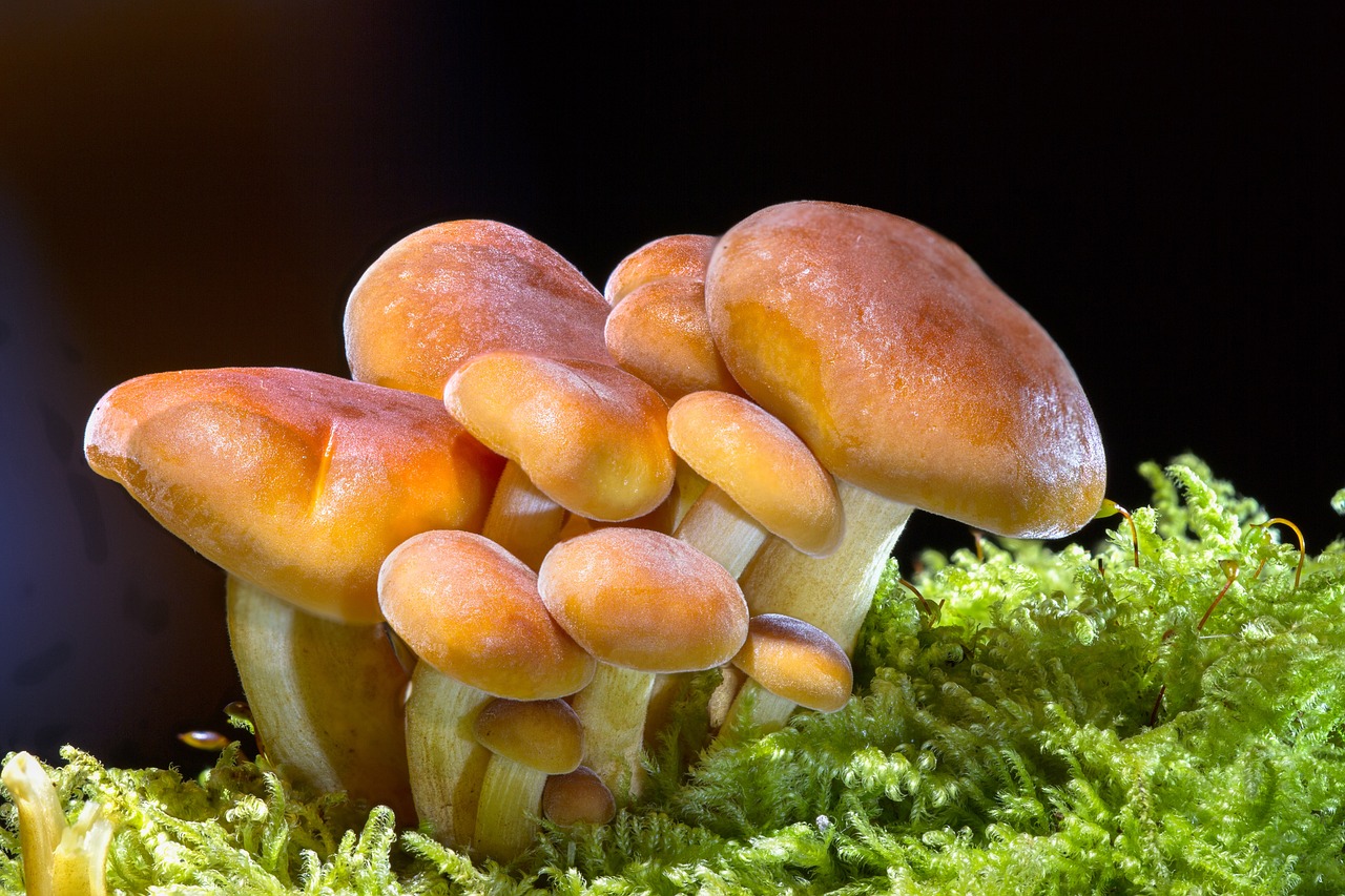 Flora, fauna i ... gljive: UN podržavaju novi termin za pregovore o očuvanju