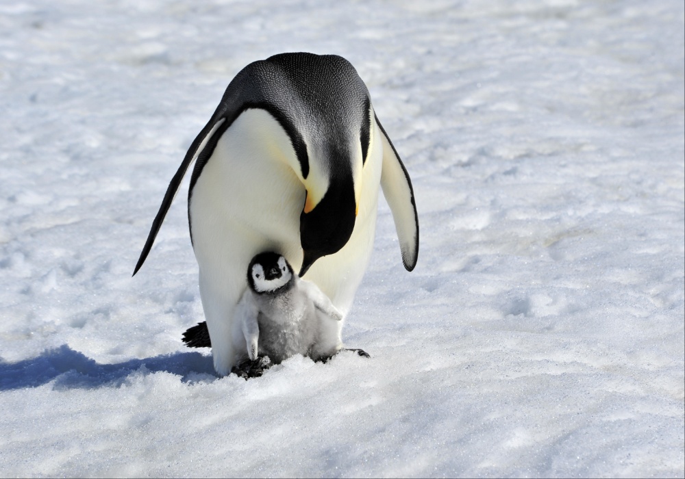 Alarmantan gubitak morskog leda oko Antarktika dovodi carske pingvina do ruba izumiranja