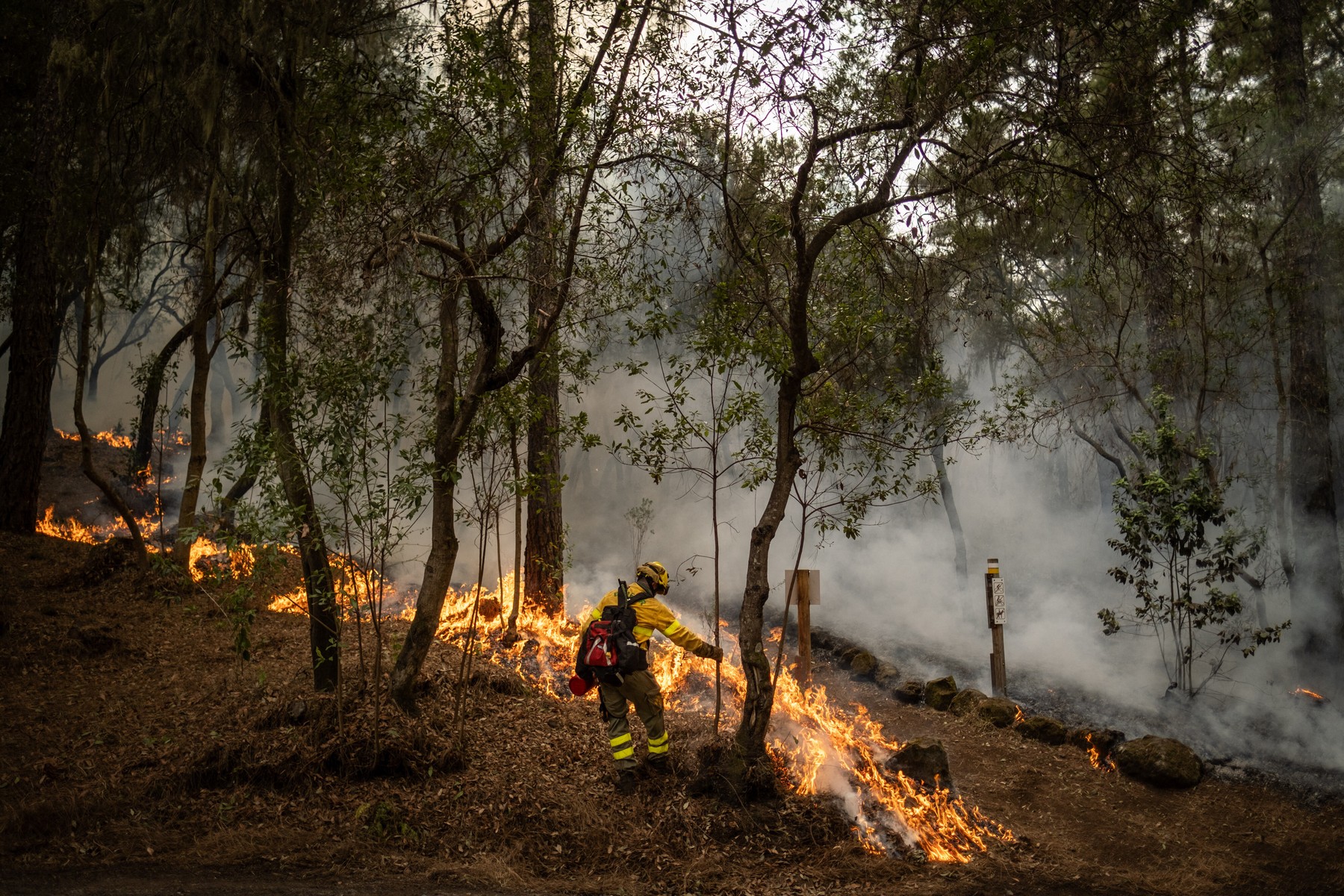 Uticaj šumskih požara na planetu: Tenerifi ostali bez 5.000 hektara šume
