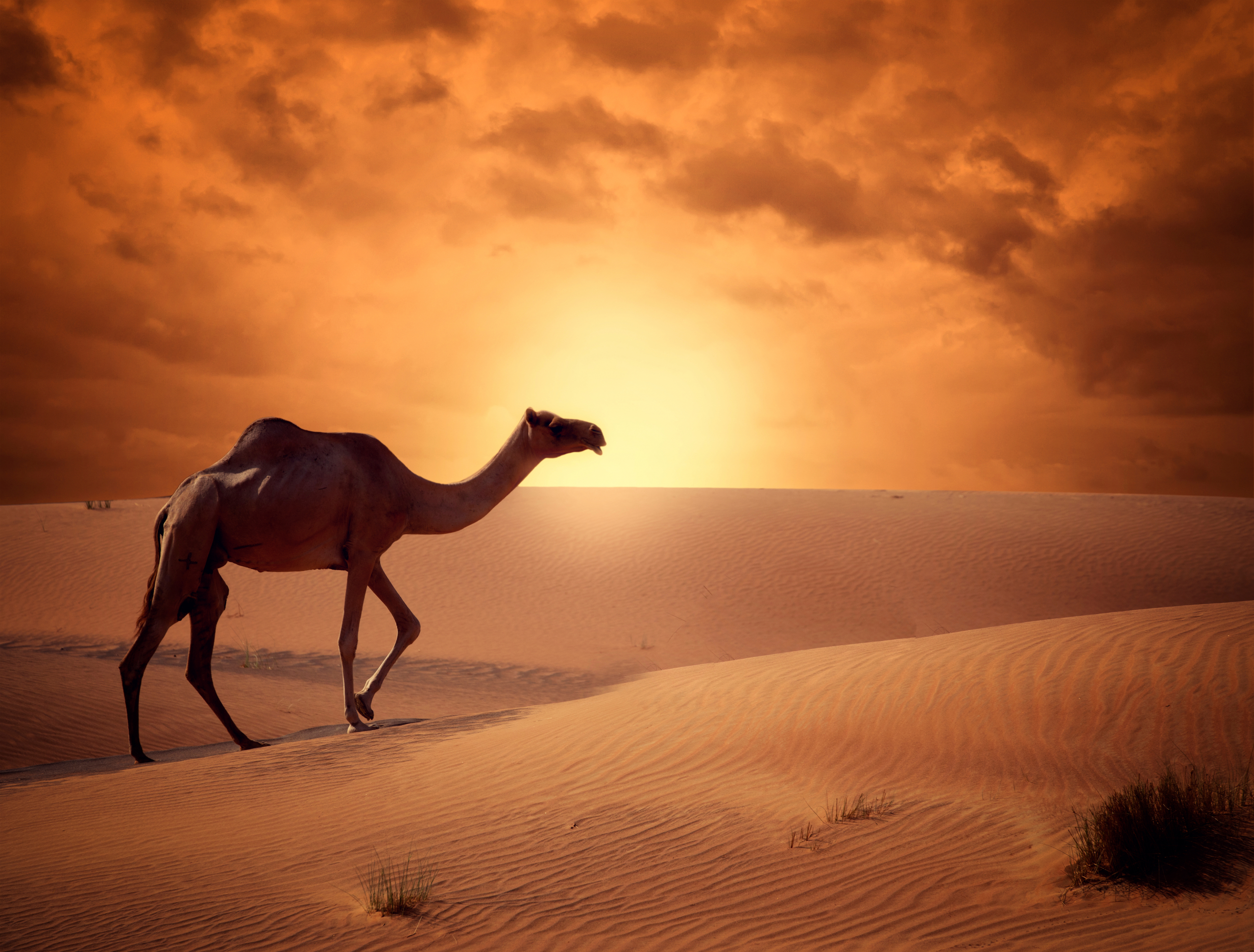 Saharski pesak može poboljšati uklanjanje metana iz atmosfere