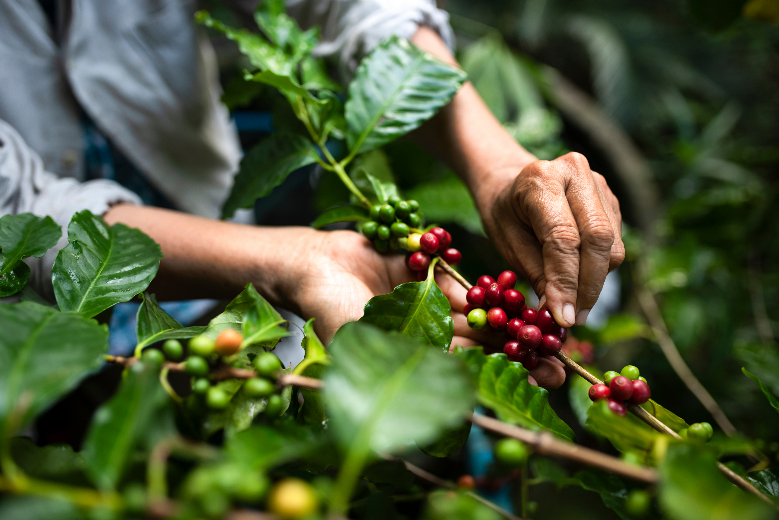 Venecuelanska kafa imaće drugu šansu: Ovo zrno obećava bolji promet