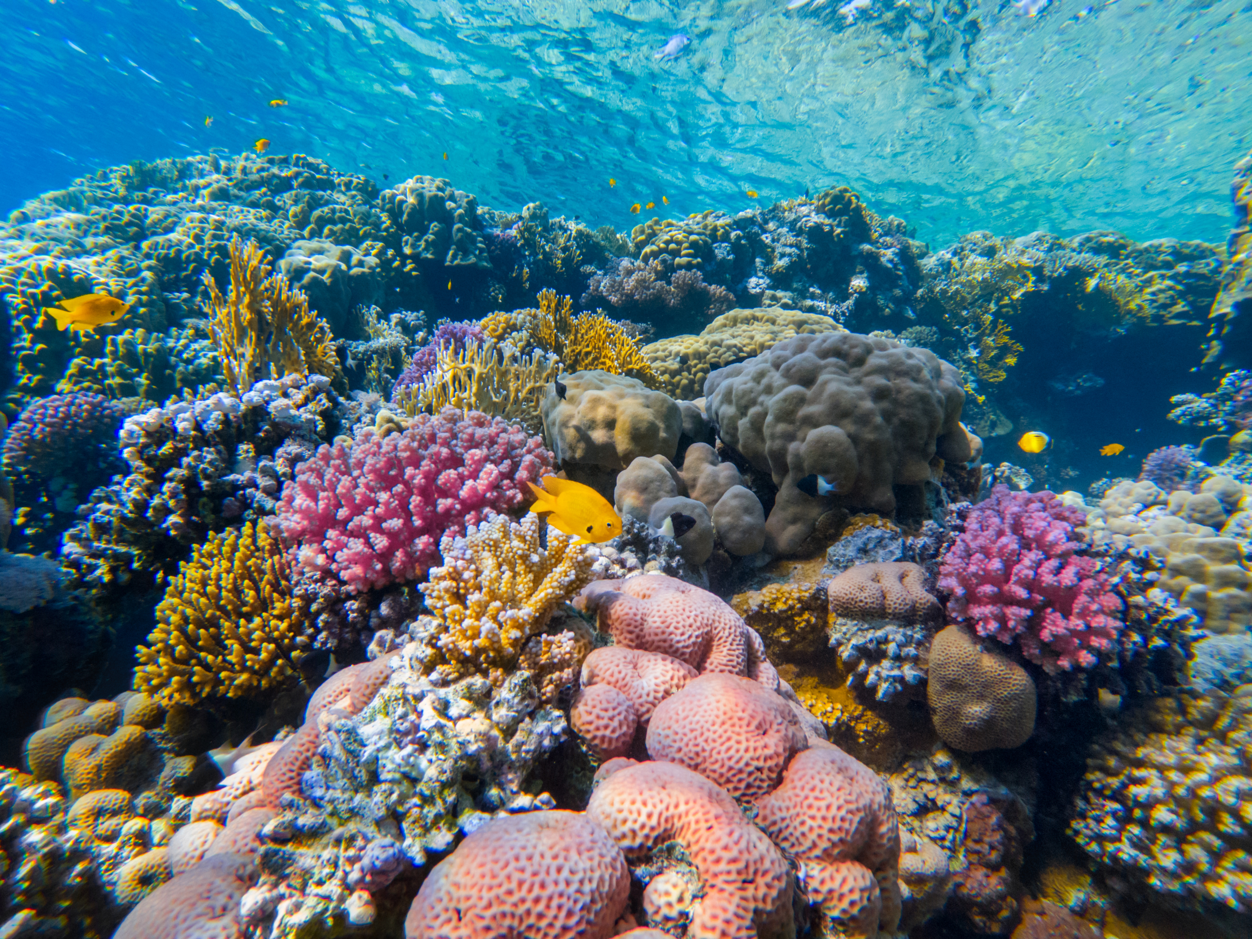 Kako korali preživljavaju klimatske promene? Imaju "pomoćnika"