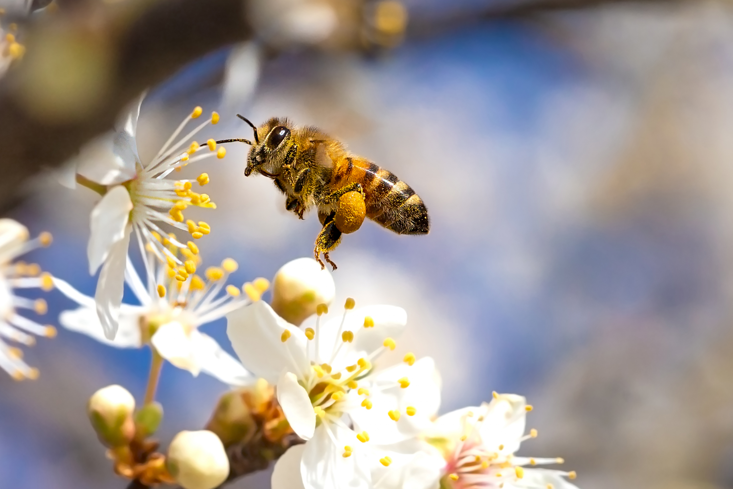 5 razloga zbog kojih su pčele toliko značajne za našu planetu