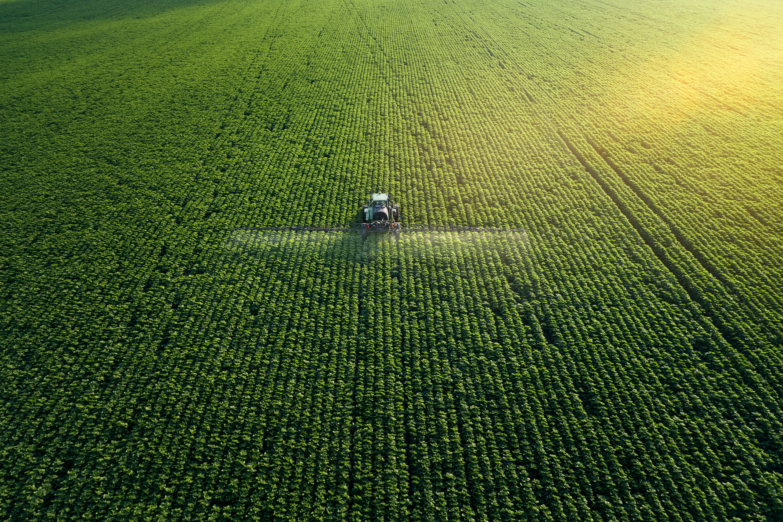 Upozorenje poljoprivrednicima: Hemikalije iz kukuruza mogu uticati na prinos pšenice