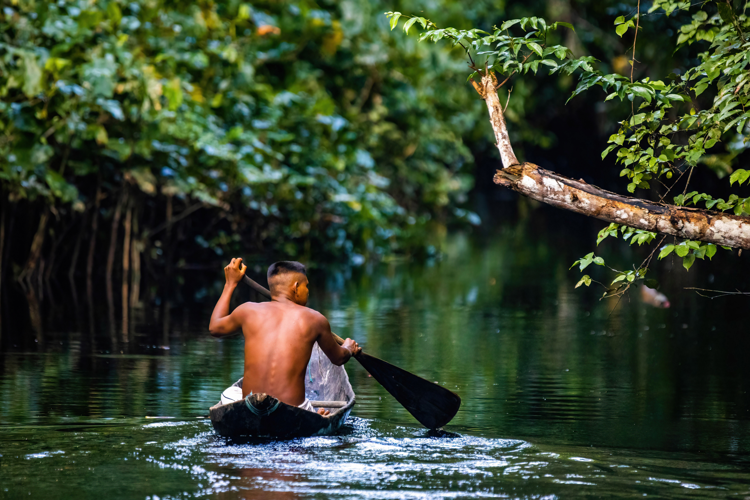 Značajno je smanjeno kršenje amazonskih prašuma od početka godine