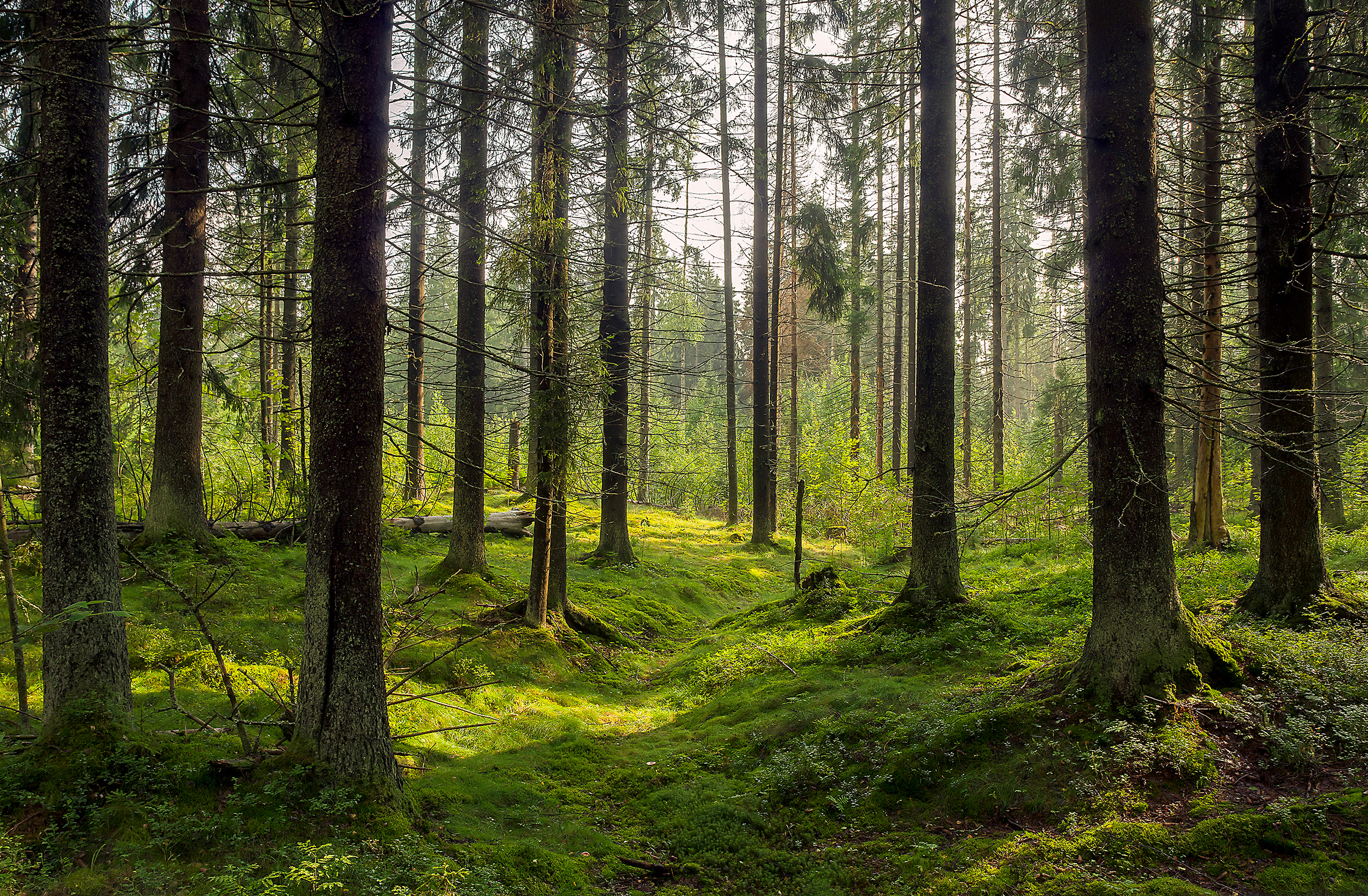 Bogatstvo šuma - siromaštvo finansiranja: Prašumske zemlje zahtevaju obećani novac za pomoć!