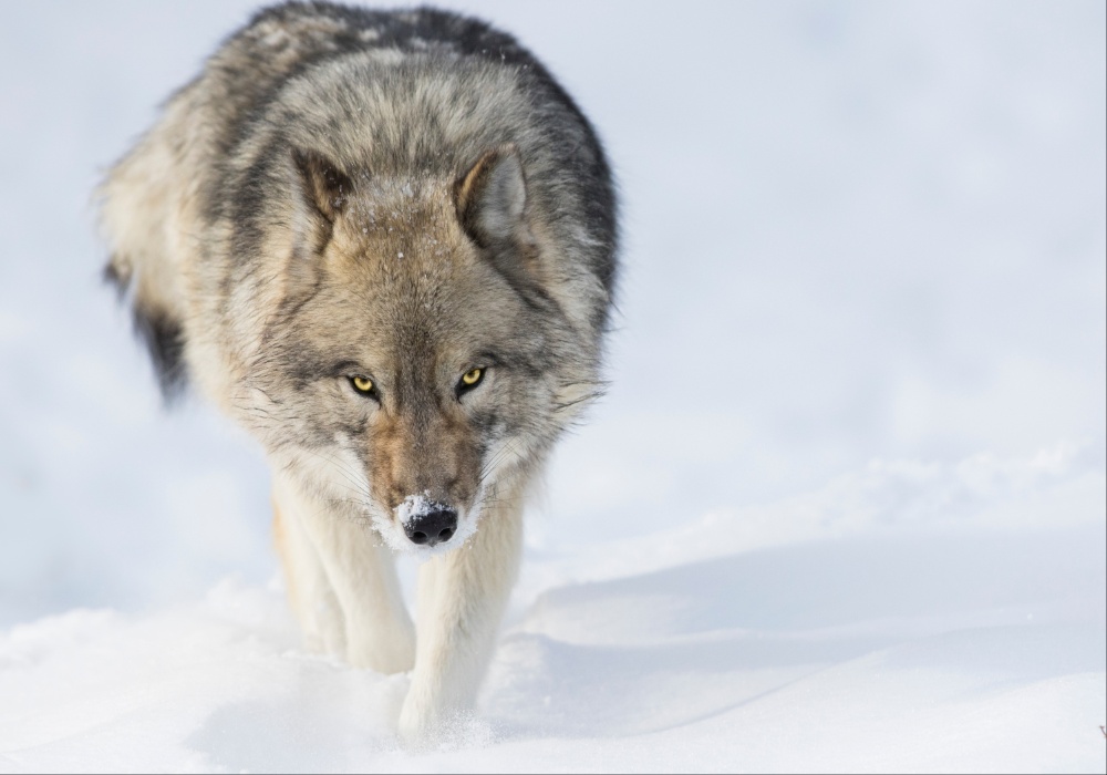 Sivi vukovi: Genetski čuvari, ili pretnja ekosistemu?