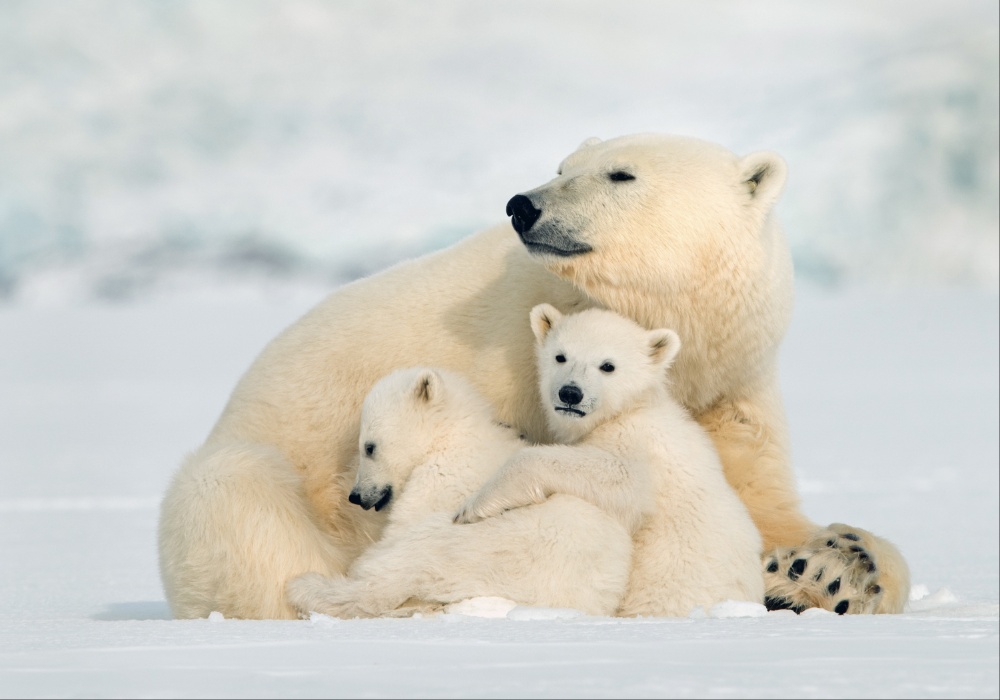 Uzbuna u Arktiku: Mladunci polarnih medveda na rubu opstanka!