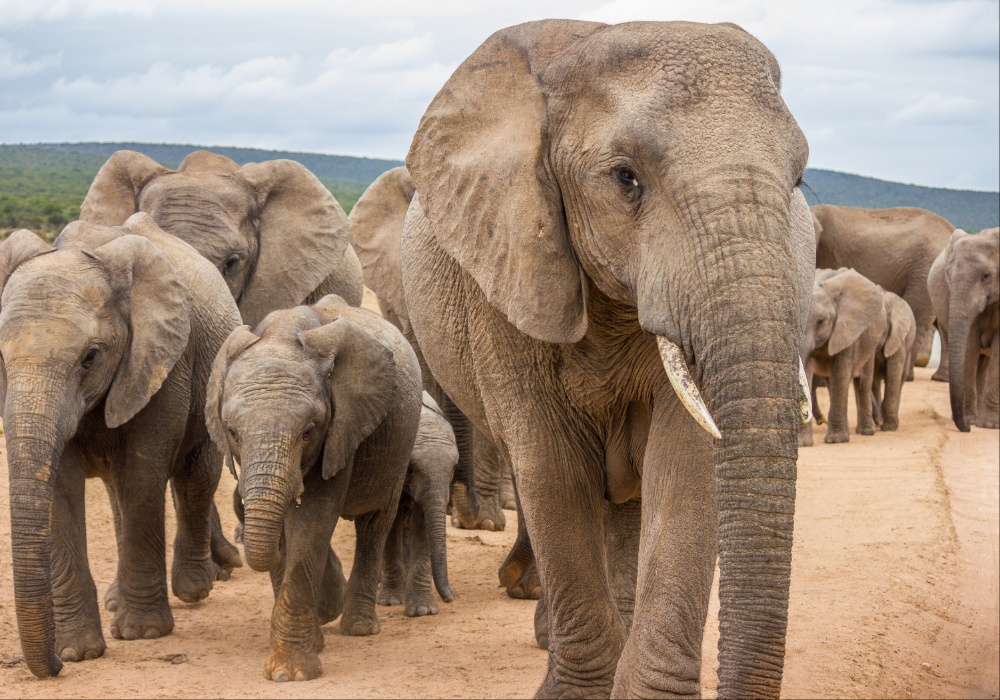 Suša izaziva najveću migraciju južnoafričkih slonova od 2019. godine!