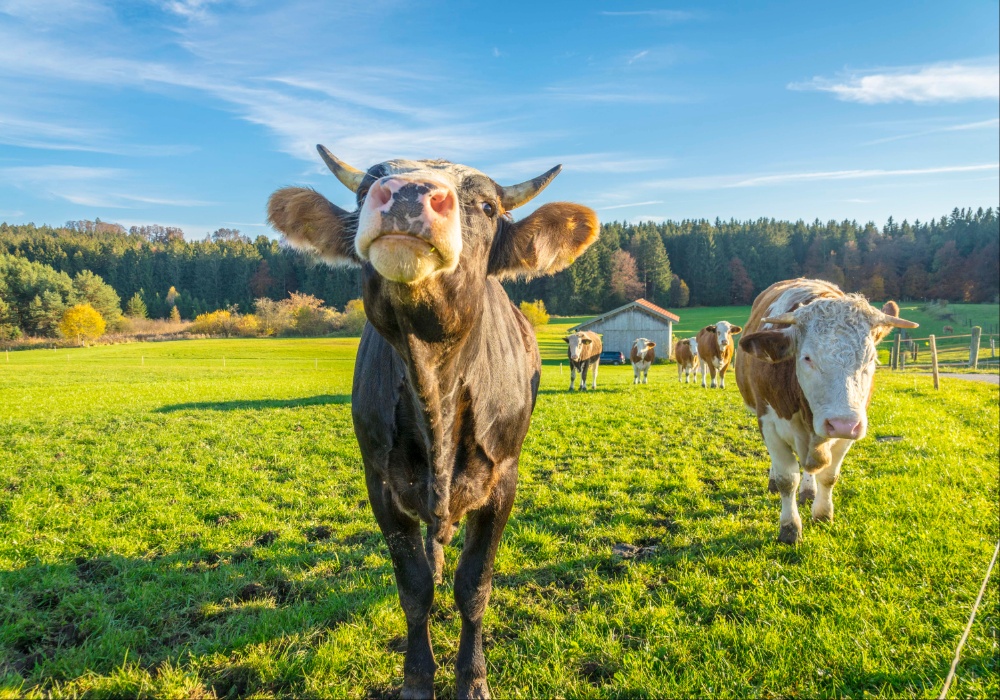 Farme u krizi: Nemačka ispituje mogućnosti za izmene u upotrebi đubriva