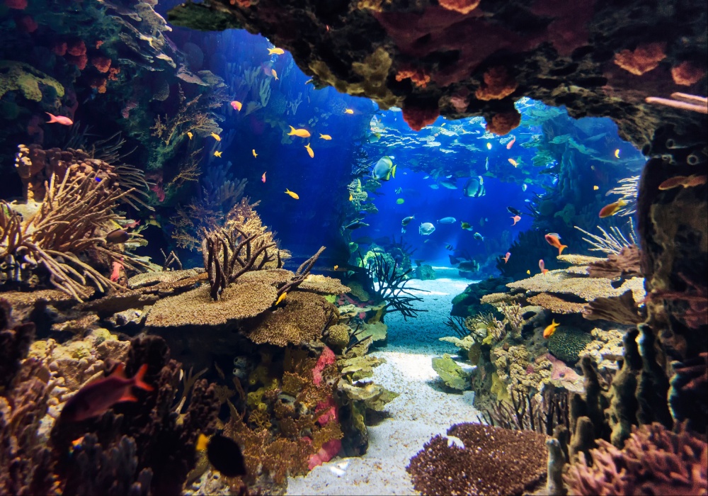 Naučnici otkrili: Senčenje ključno za spas koralnih grebena