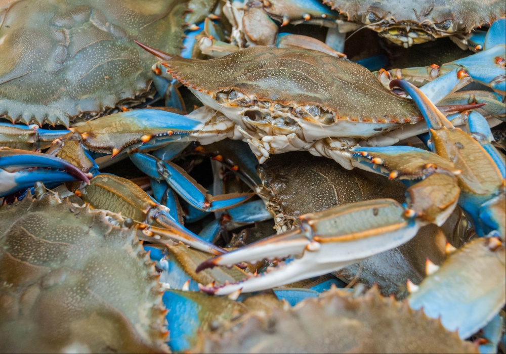 Invazija plavih kraba: Italija pronalazi kulinarski odgovor na ekonomsku krizu