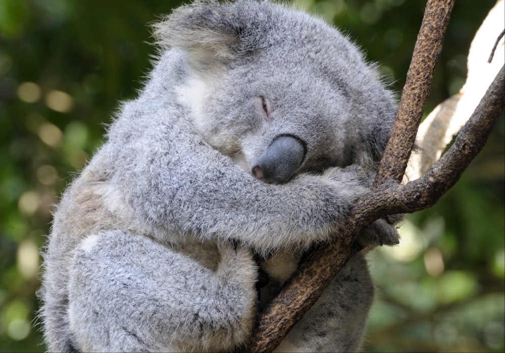 Izazov za australijski identitet: Koale na rubu nestanka!
