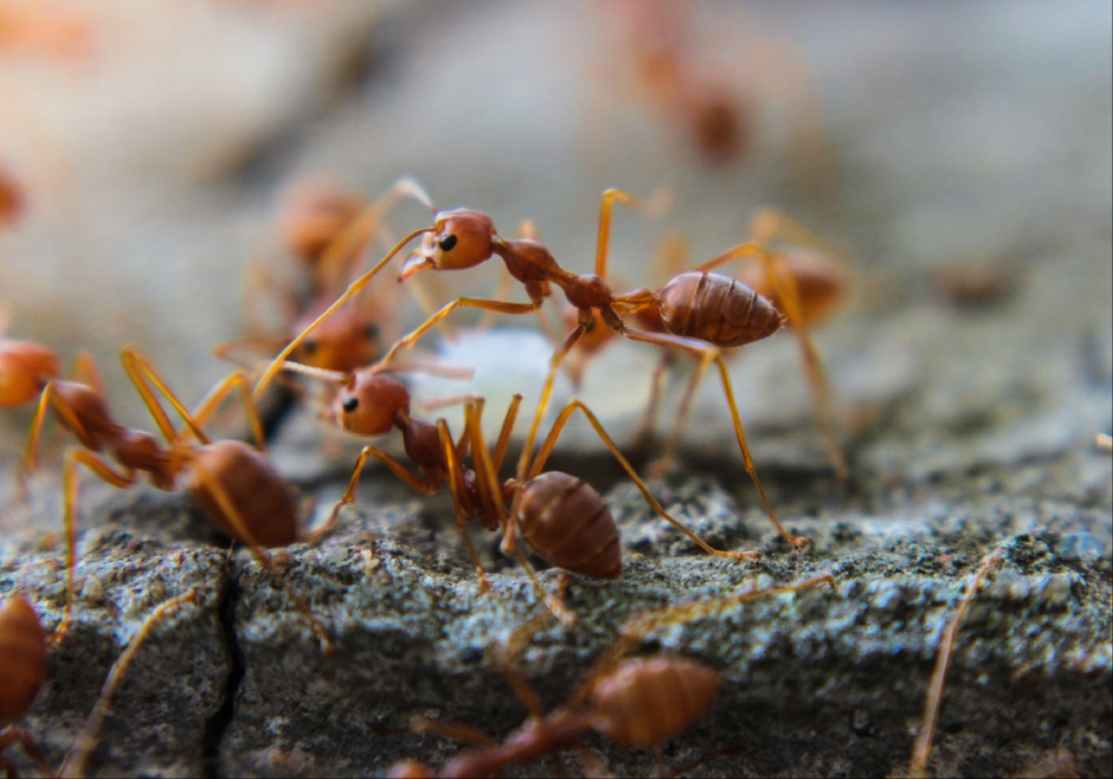 Uticaj klimatskih promena: Evropa se priprema za invaziju crvenih vatrenih mrava