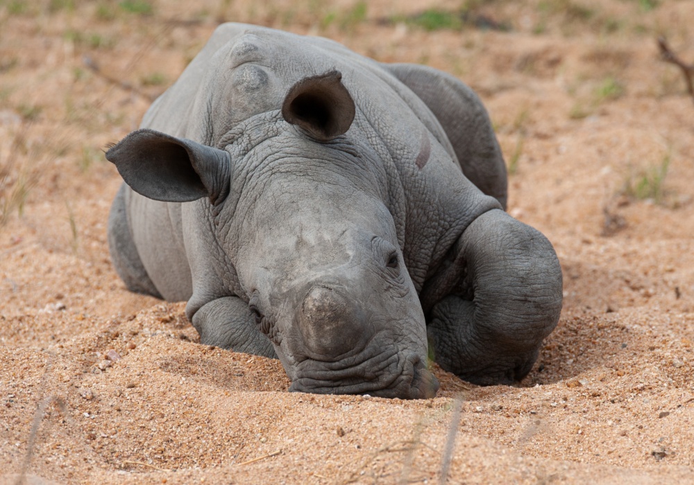 Nosorozi na rubu istrebljenja: African parks pokreće veliki projekat!