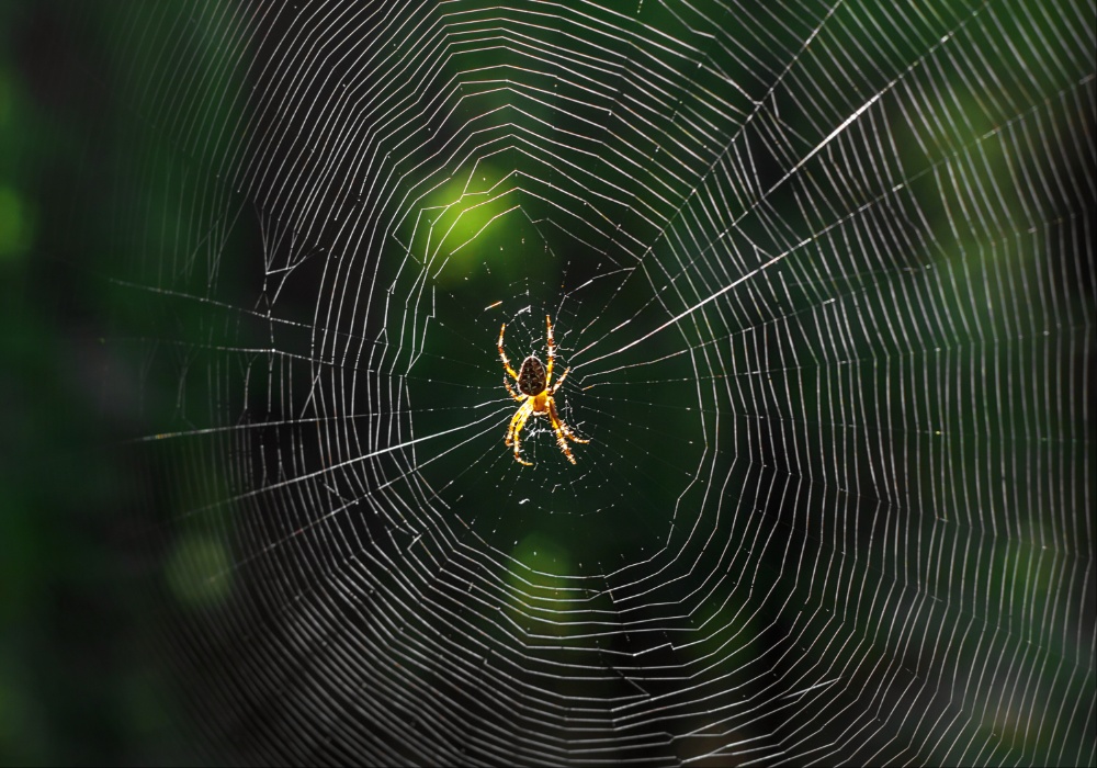 Ekosistemski čuvari: Paukovi kao pokazatelji zdravlja šuma