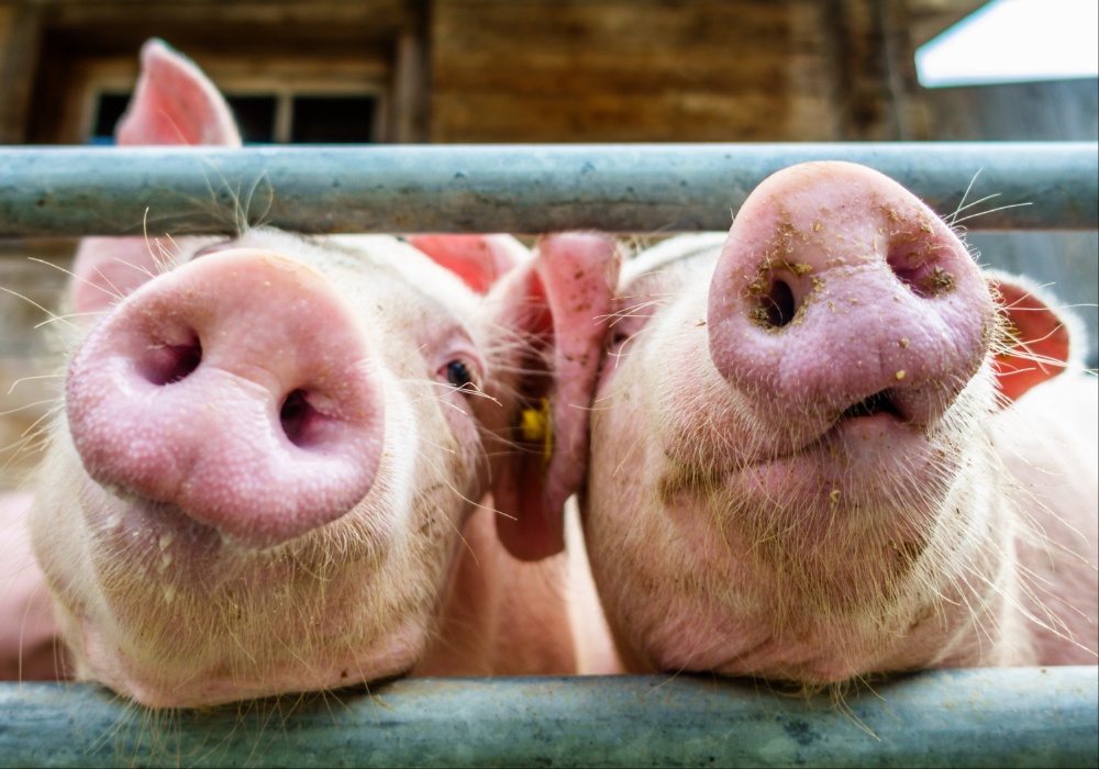 Dramatična situacija: Preko 54.000 svinja eutanazirano zbog afričke kuge