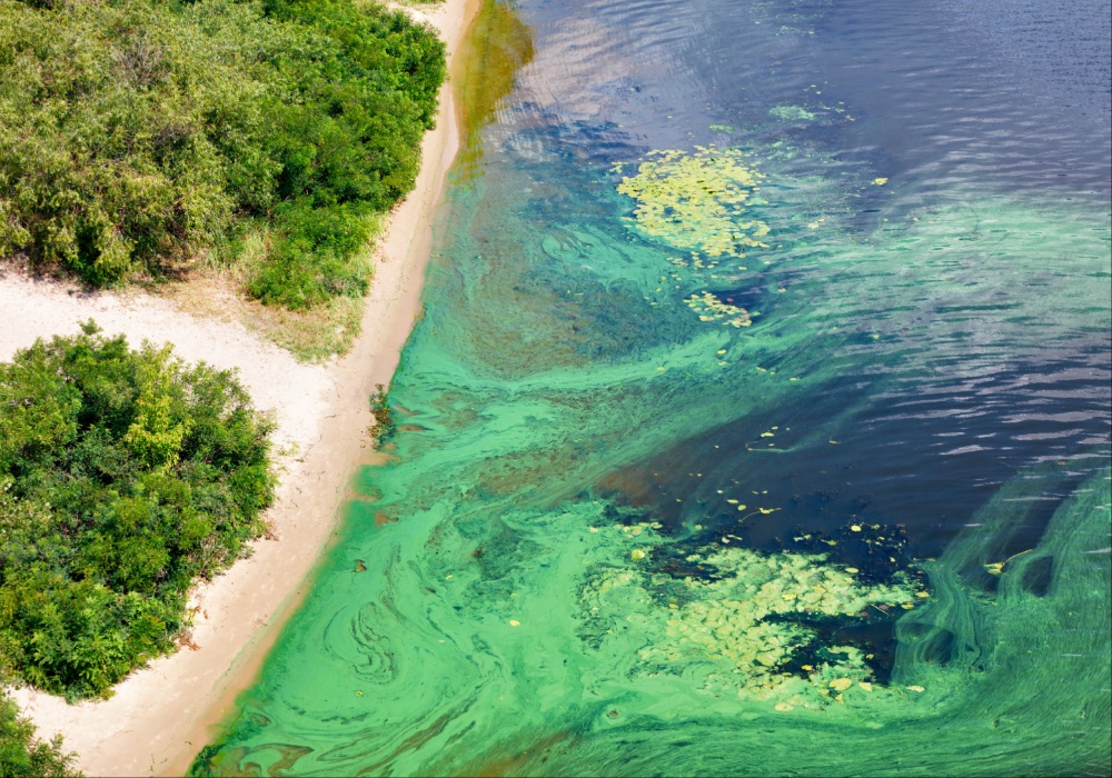Sateliti u borbi protiv štetnih algi: Novi alat otkriva tajne okeana