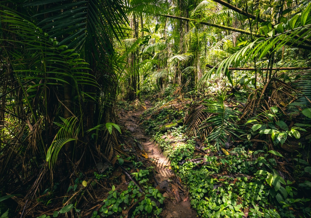 Novi saveznik Amazona: Ogrlica koja čuva šume od ljudske pohlepe!