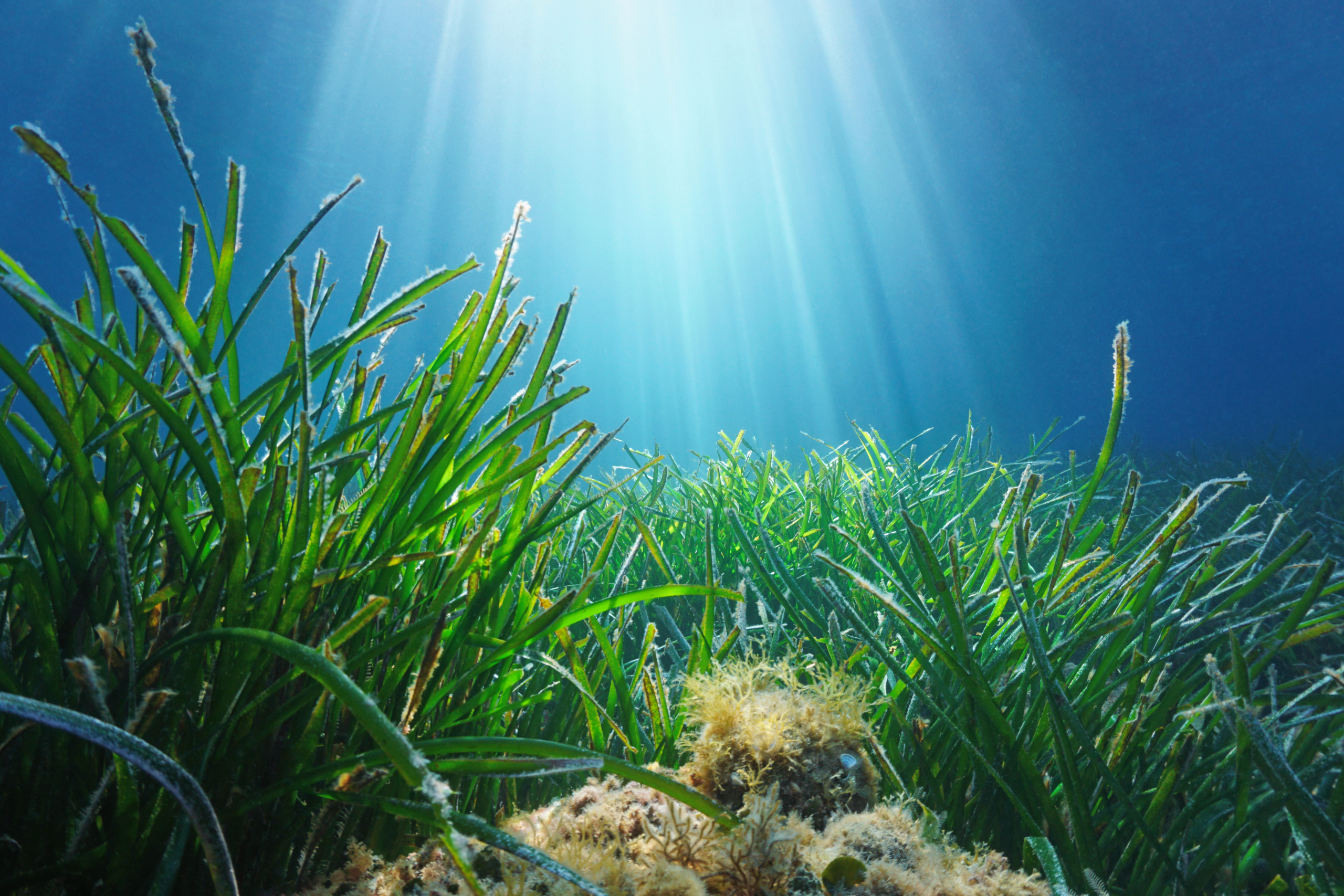 Rasađivanje morske trave iz ekoloških razloga, i građani aktivno učestvuju