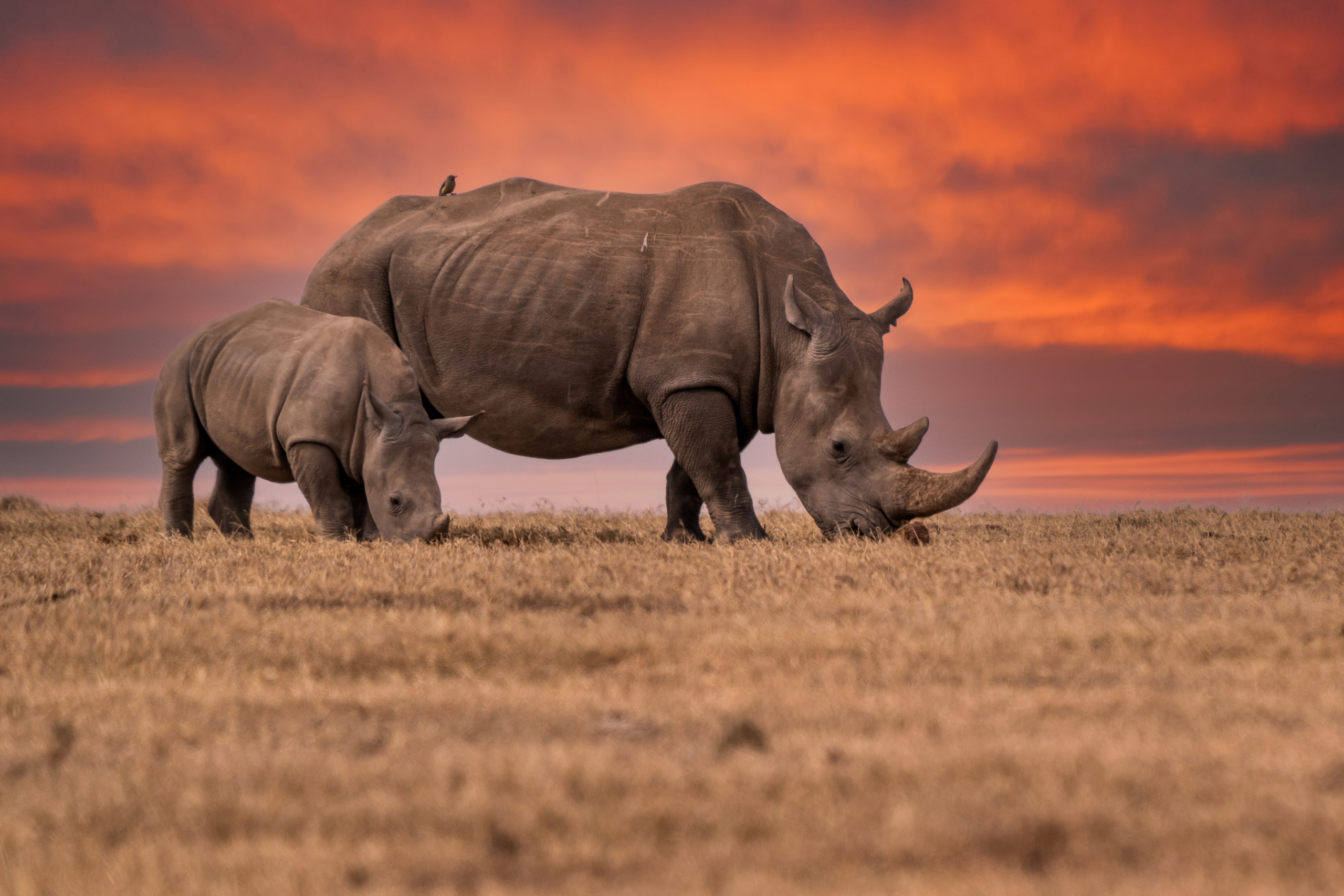 Ostale su samo dve jedinke severnog belog nosoroga i obe su ženke: Naučnici osmislili kako da produže vrstu
