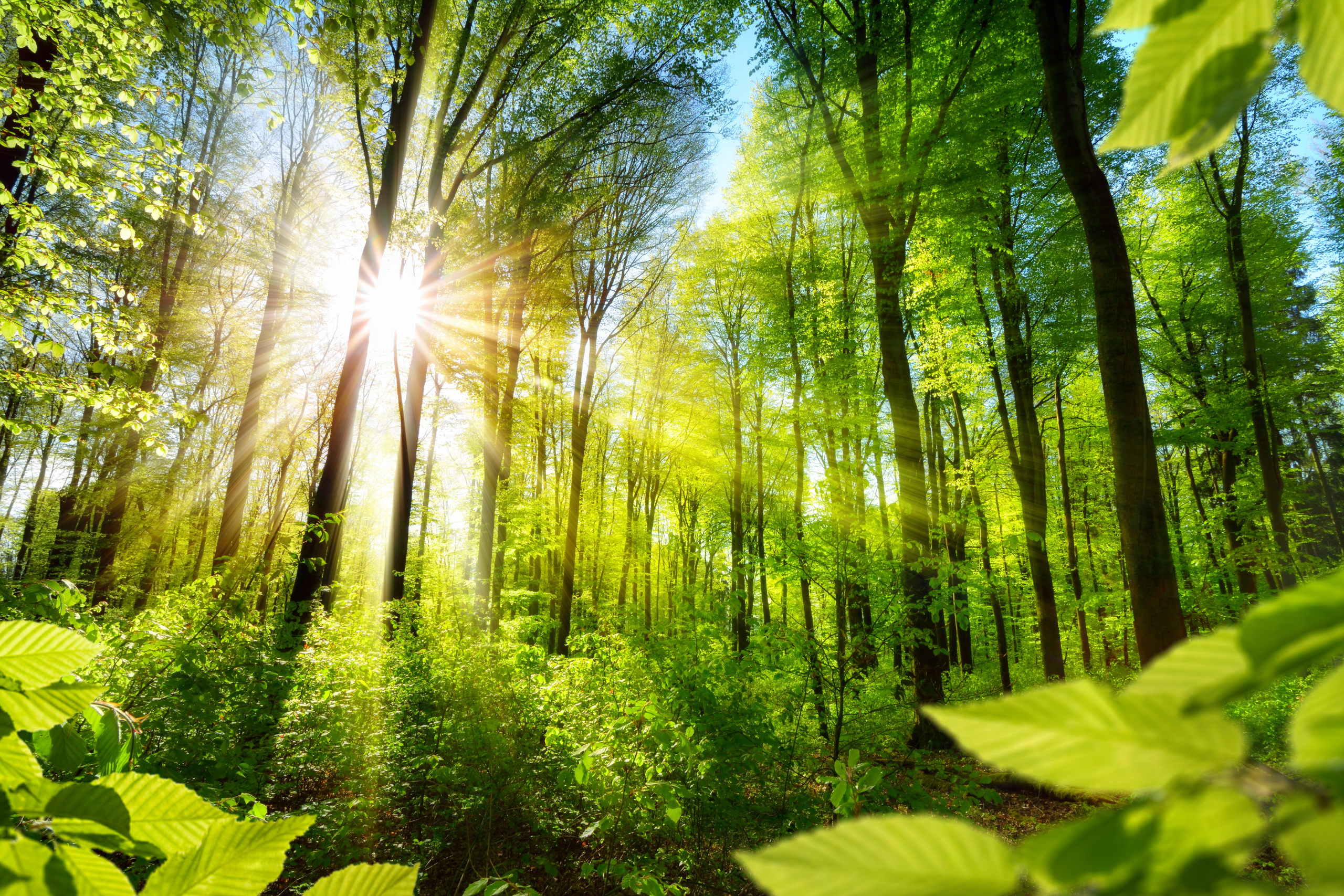 Koliko uspešno se drveće adaptira u odnosu na klimatske promene?