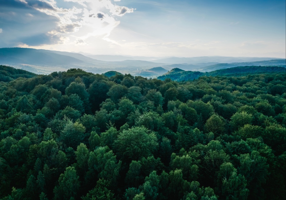 Mozaik šuma: Francuski pristup u rešavanju klimatskih promena