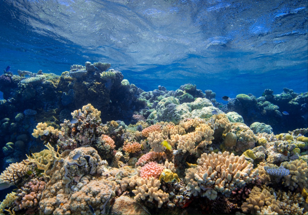 Novo istraživanje otkriva šokantne posledice toplih okeana na korale