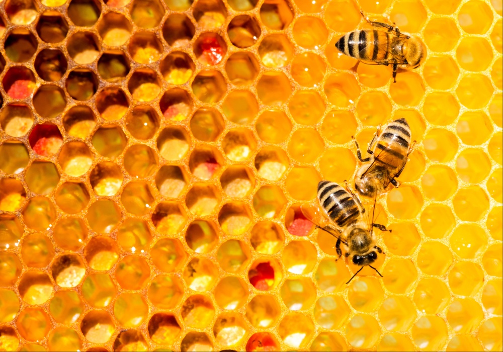 Pčele su selektivnije u izboru ishrane nego što se mislilo