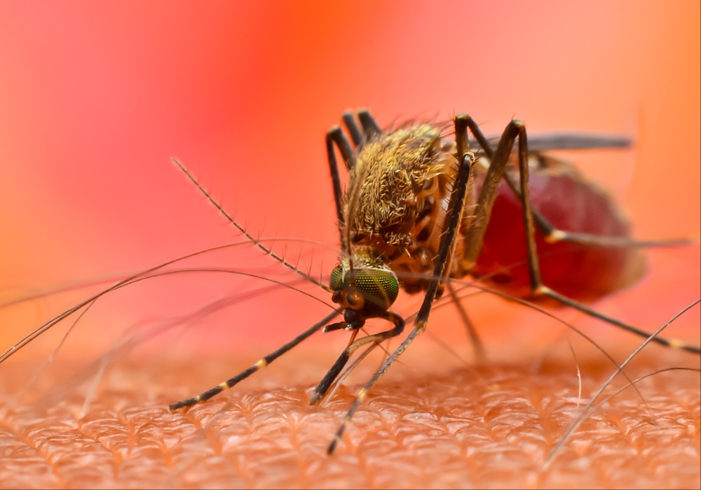 Denga groznica: Rastući problem uzrokovan komarcima i klimatskim promenama!