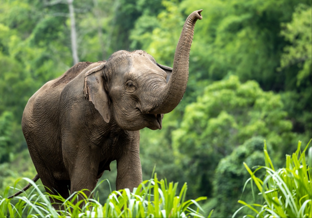 Slonovi u Zoološkim vrtovima - Zaštita, ili oblik zarobljeništva?