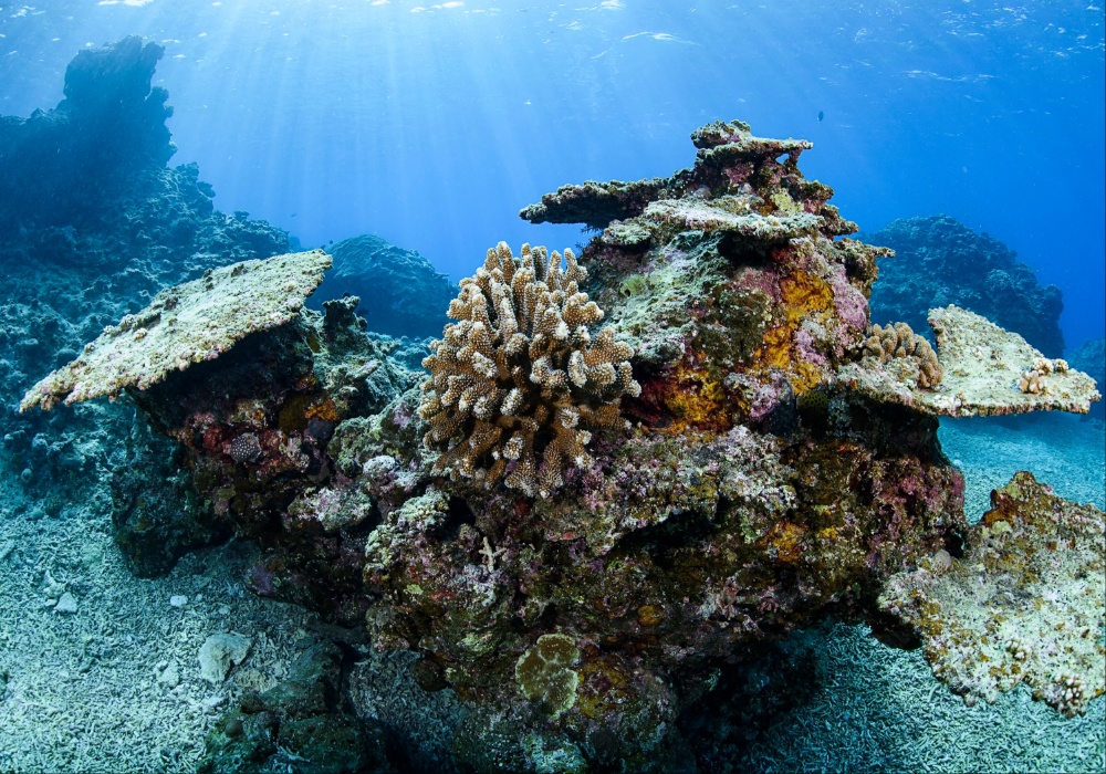 Alarmantno: Najdublje izbeljivanje koralnih grebena u Indijskom okeanu!