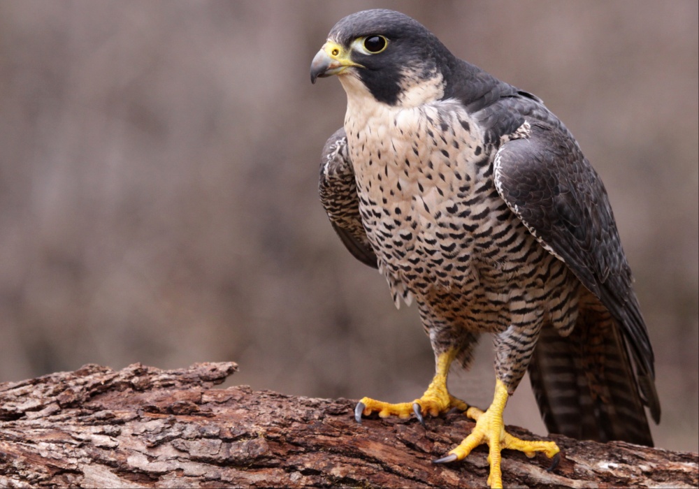 Srbija na putu ka spašavanju ugroženih vrsta ptica