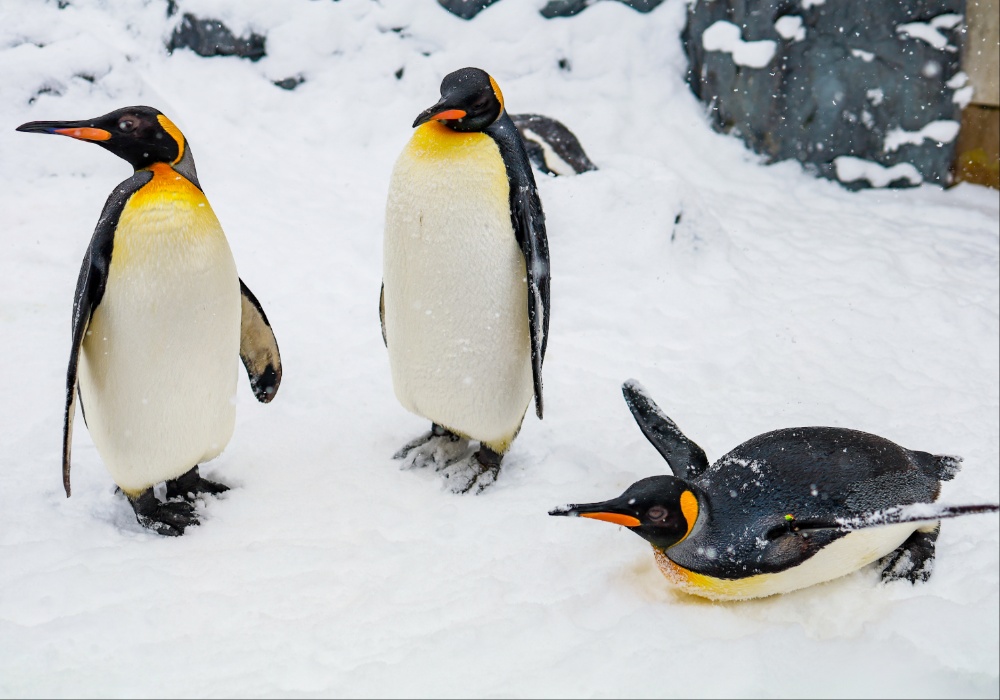 Istorijski trenutak: Kraljevski pingvin se izlegao u SeaWorld San Diegu!