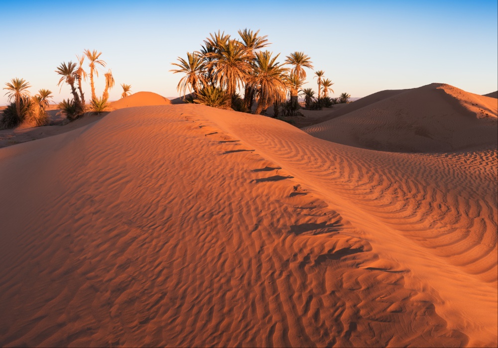 Inovativni marokanski startap transformiše pustinje u održive plantaže
