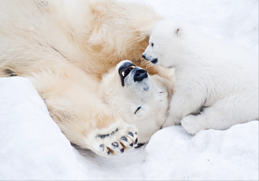 Zaštita polarnih medveda - Cilj nove i poboljšane radarske tehnologije