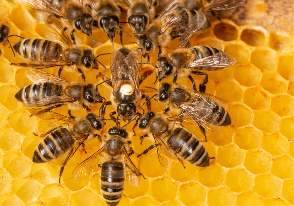 Pčelari iz regiona udružuju snage u zaštiti pčela i ekologije