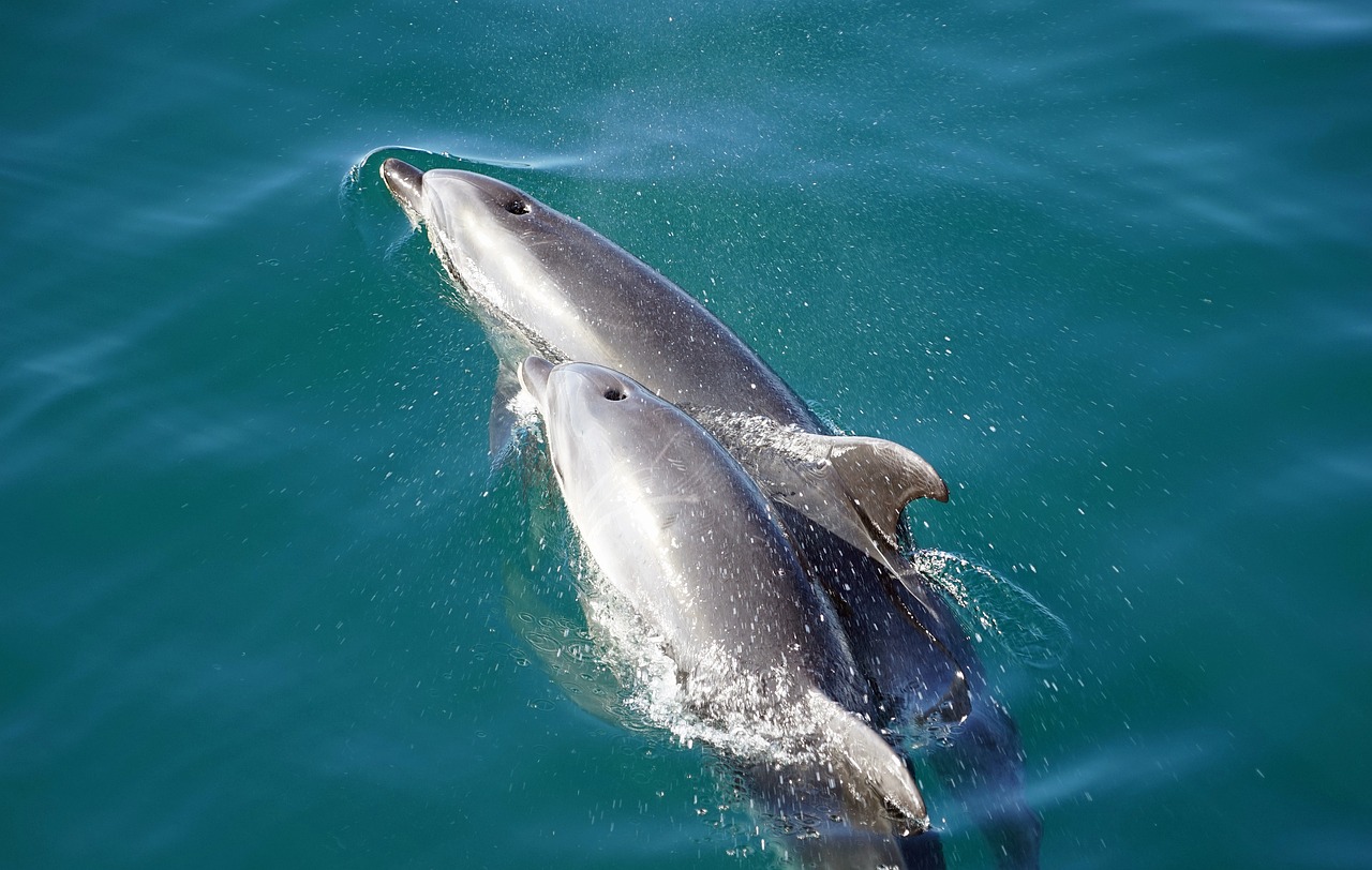 More izbacilo na obalu bebu delfina: Neverovatan prizor na crnogorskoj plaži