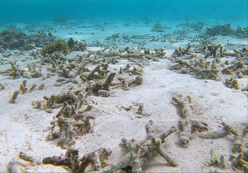Rast koralnih grebena verovatno neće moći da ide u korak sa porastom nivoa mora